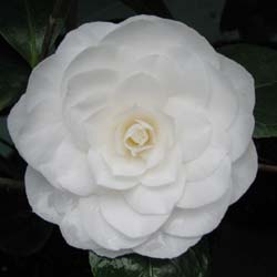 Camellia japonica Nuccio's Gem